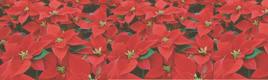 Individuelles Angebot für Mini-Weihnachtssterne anfragen